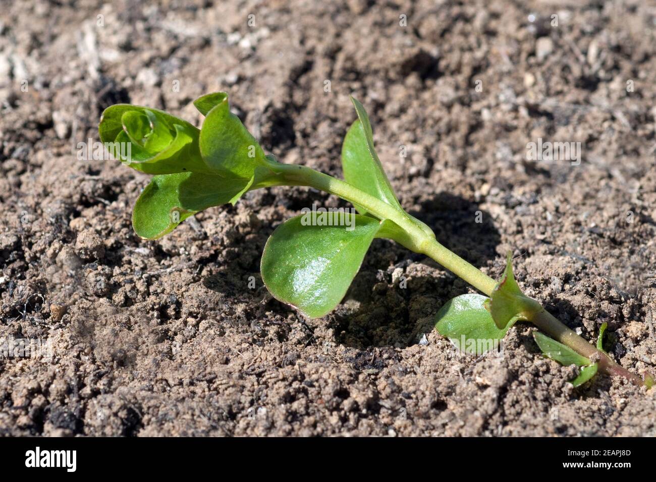 Pfennigkraut, Lysimachia nummularia, Keimling, Sproessling Stockfoto