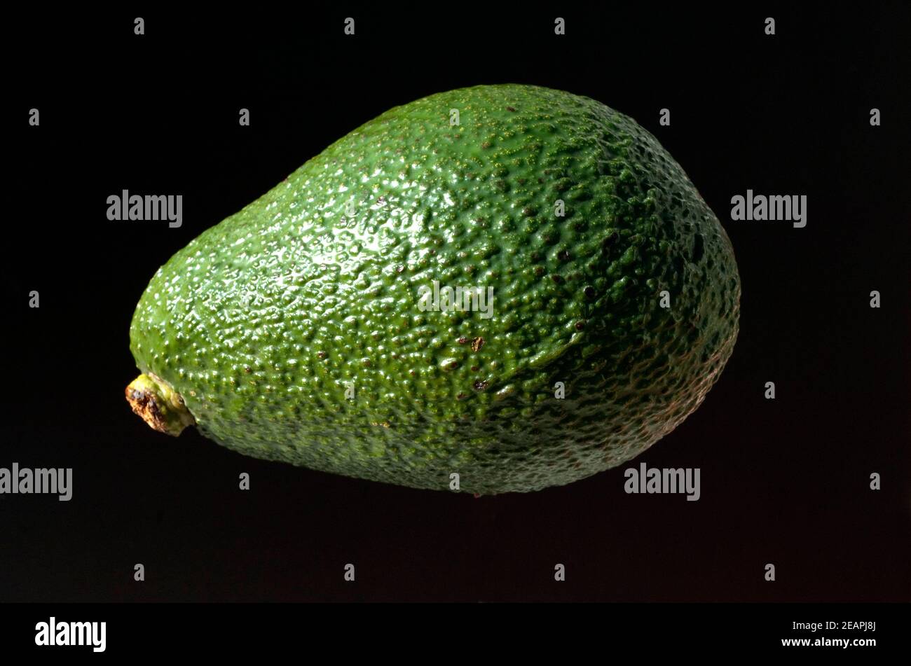 Avocado, Persea americana Stockfoto