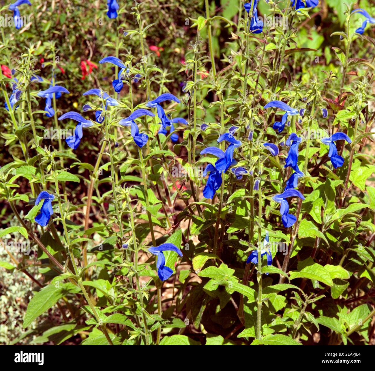 Azursalbei Stockfoto