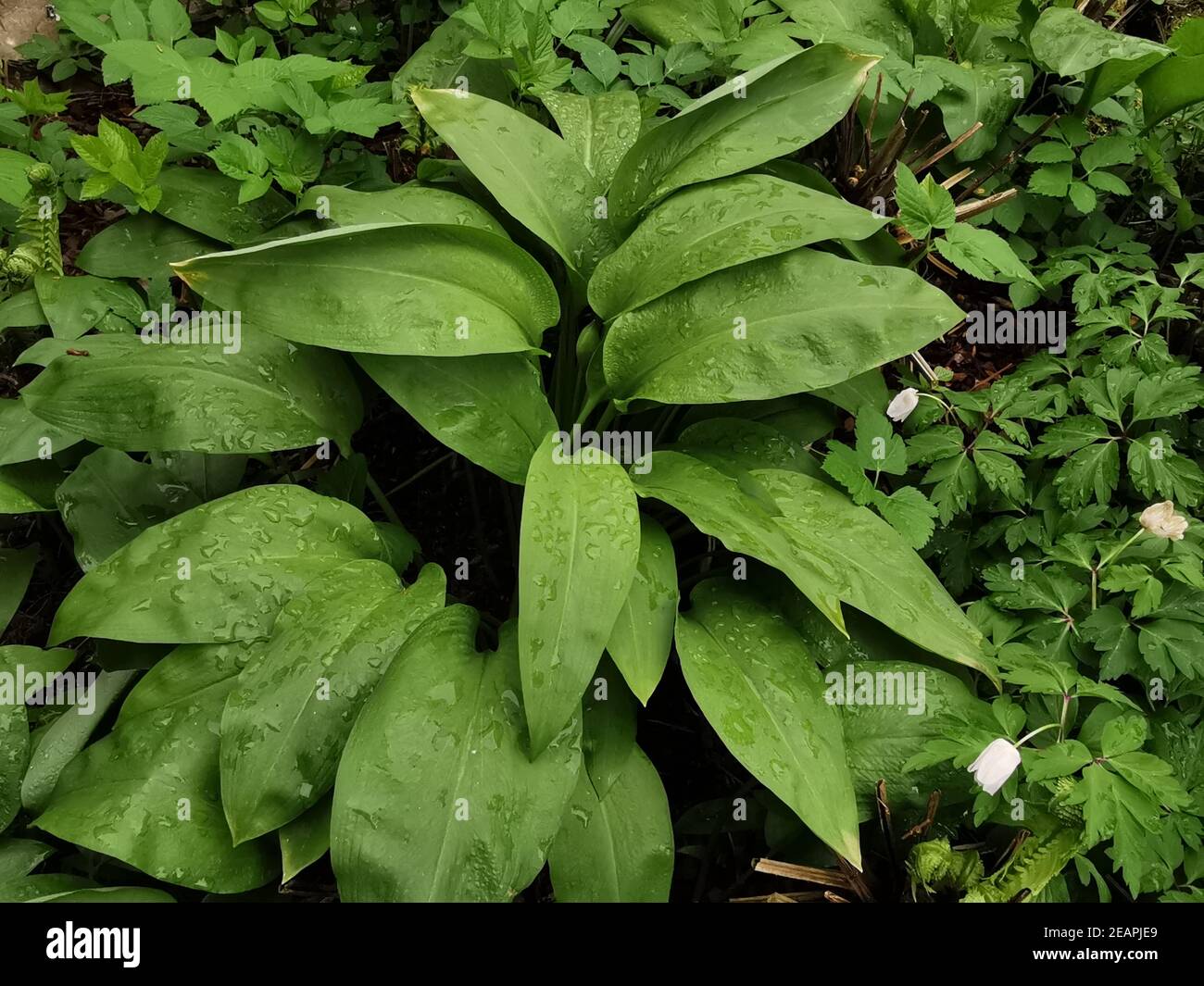 Allium ursinum Baerlauch,, Stockfoto