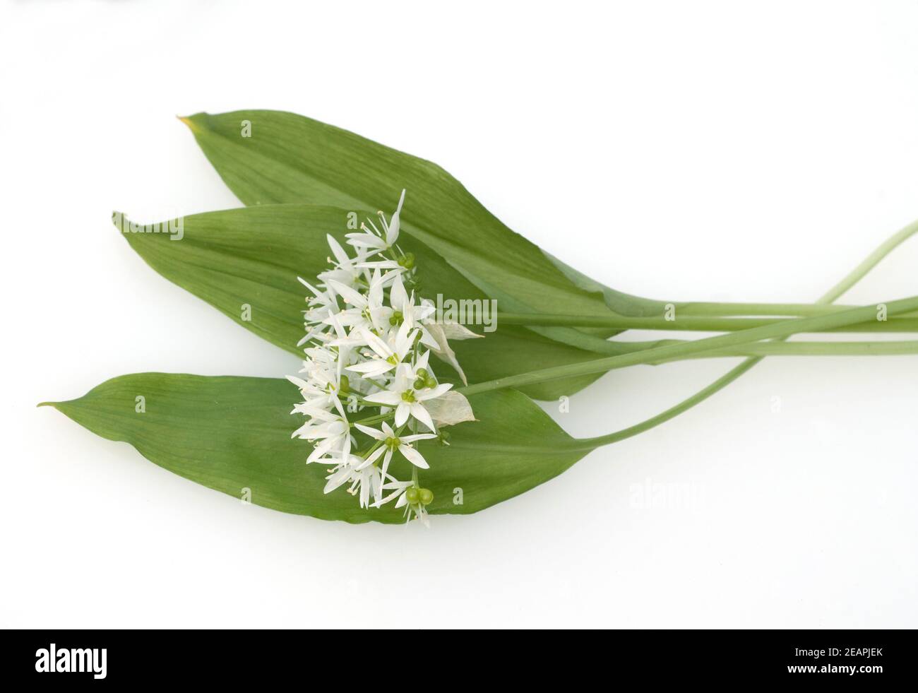 Baerlauch, Allium ursinum, Stockfoto