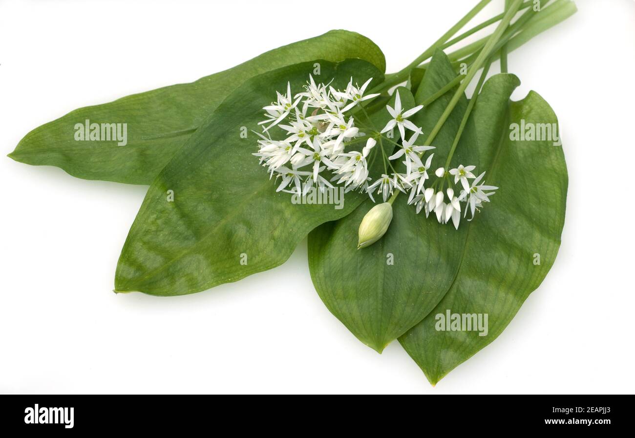 Baerlauch, Allium ursinum, Stockfoto