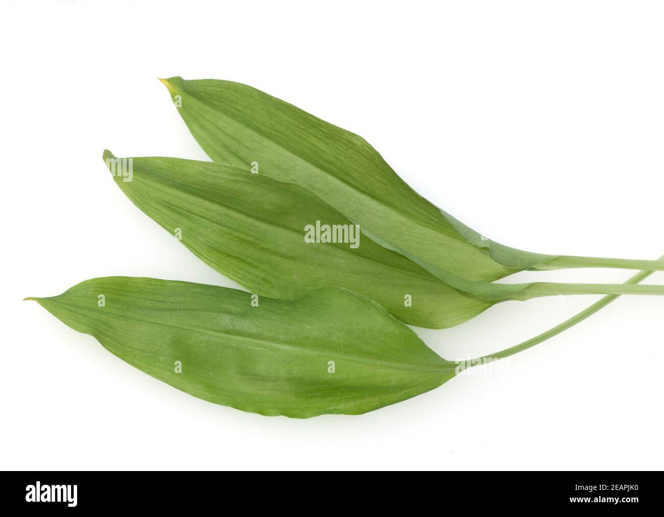 Baerlauch, Allium ursinum, Stockfoto
