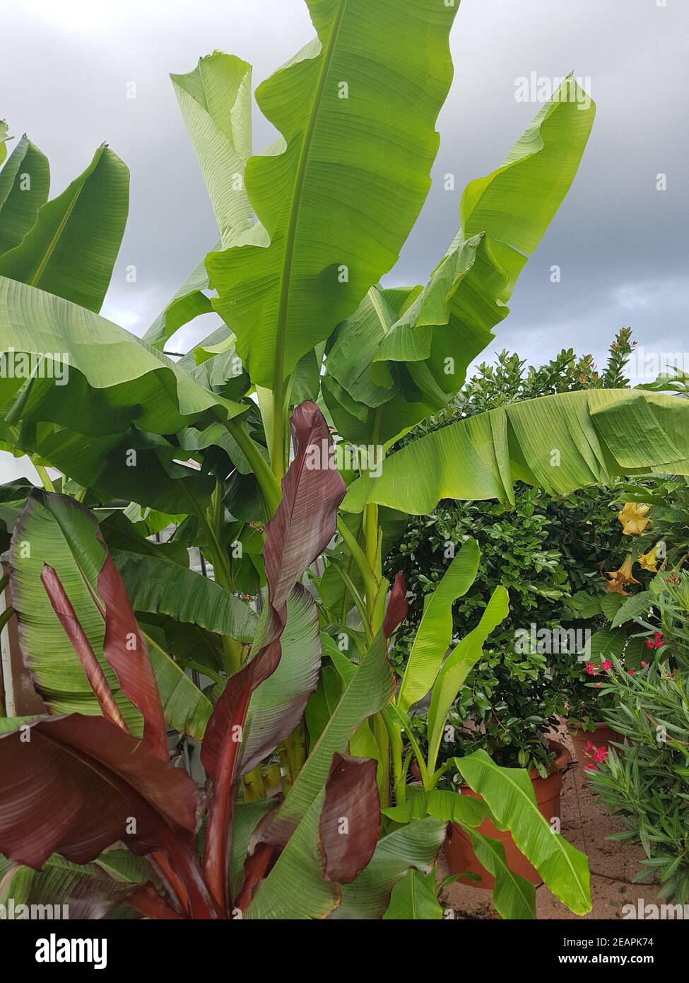 Zierbanane Banane Musa acuminata Stockfoto