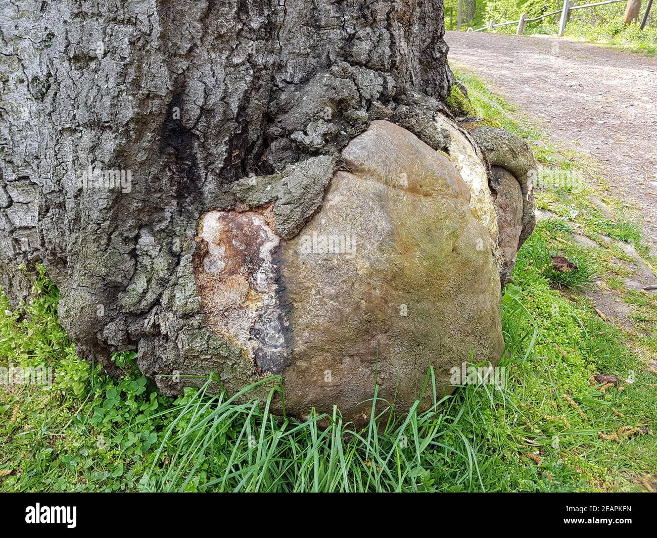 Urwaldrelikt, Baumriesen, Totholz Stockfoto