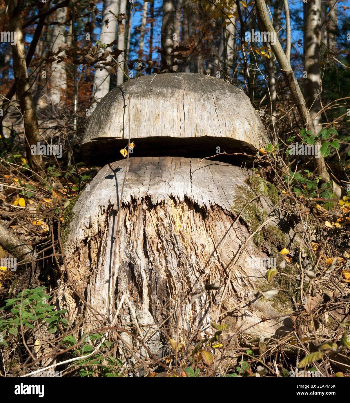 Baumstumpf, Pilz Stockfoto