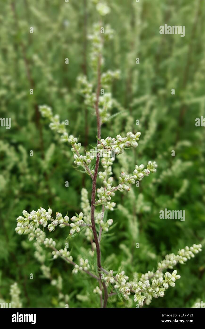 Beifuss Artemisia vulgaris, Heilpflanze Stockfoto