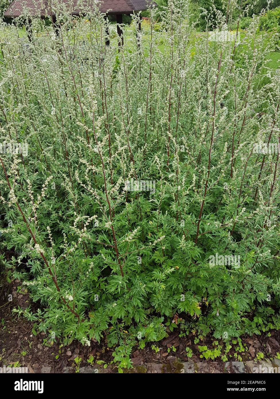 Beifuss Artemisia vulgaris, Heilpflanze Stockfoto