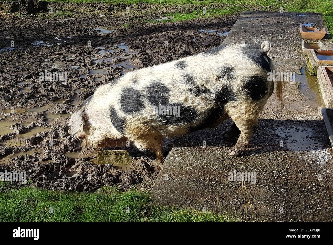 Buntes Bentheimer Schwein Stockfoto