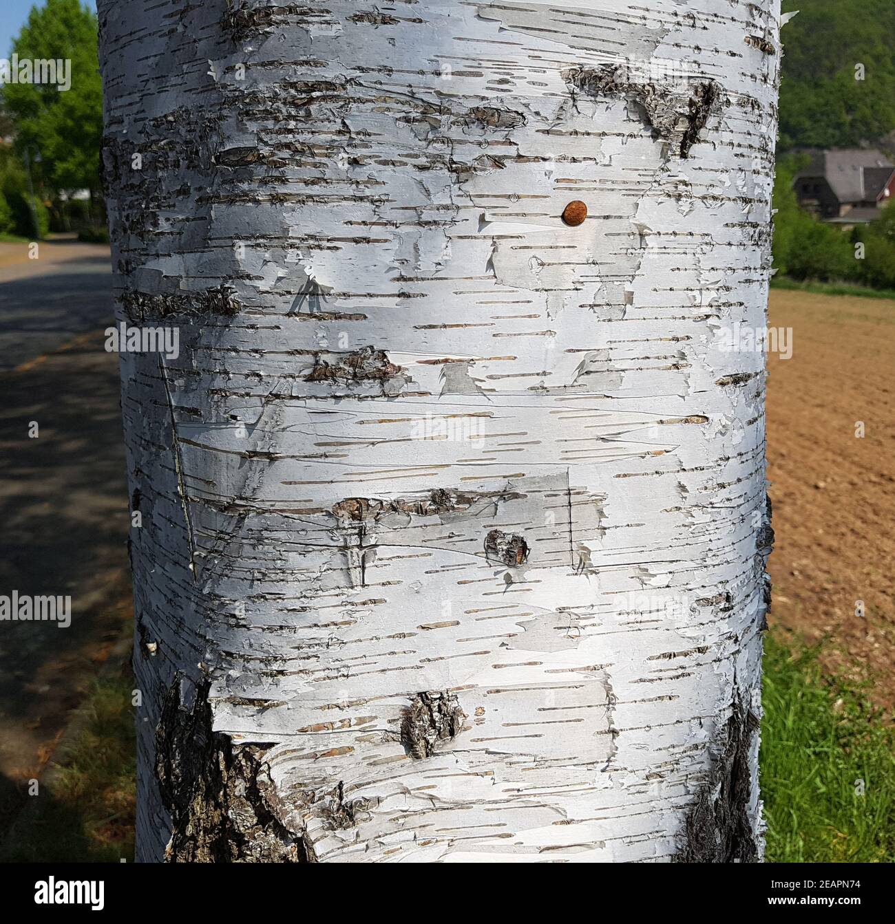 Rinde laubbaum -Fotos und -Bildmaterial in hoher Auflösung – Alamy