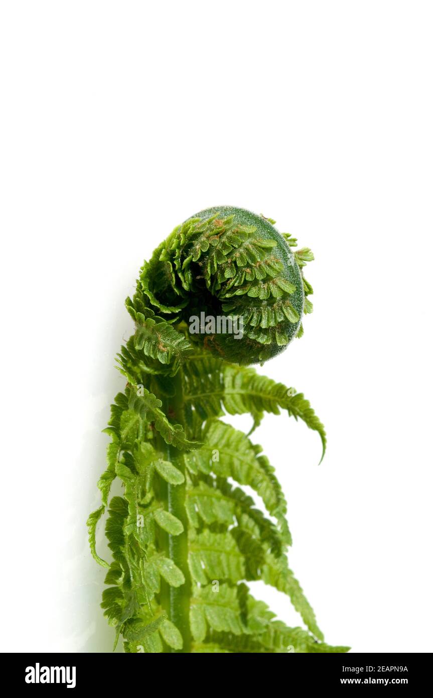 Bischofsstab, junger Farnwedel Stockfoto