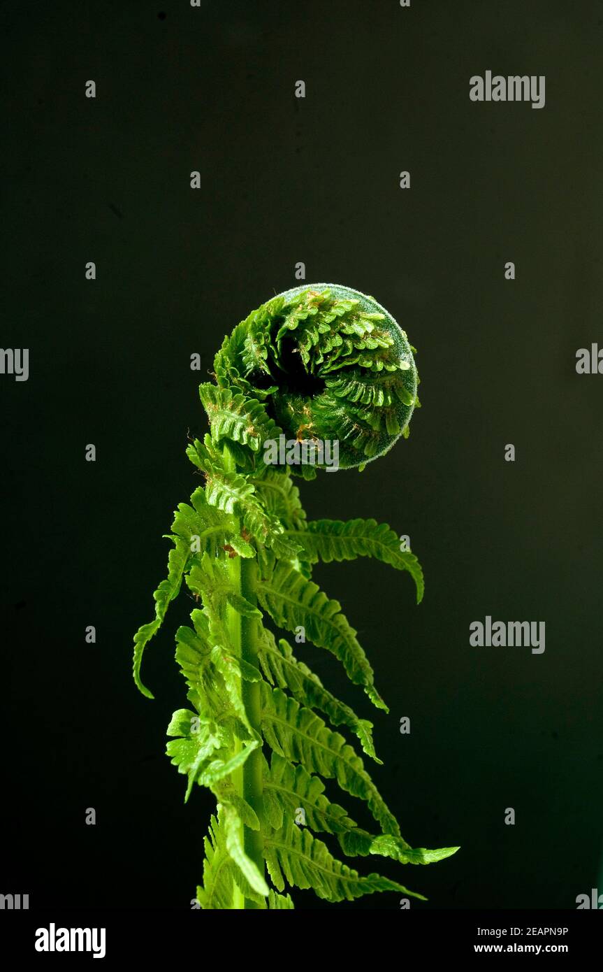 Bischofsstab, junger Farnwedel Stockfoto