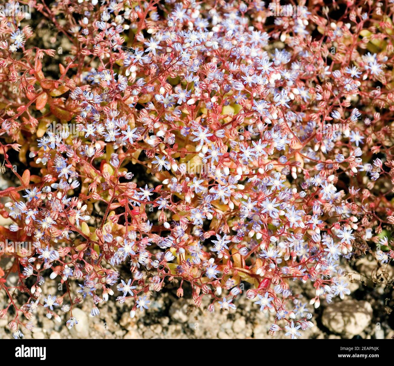 Blauer Mauerpfeffer; Sedum caerulea Stockfoto