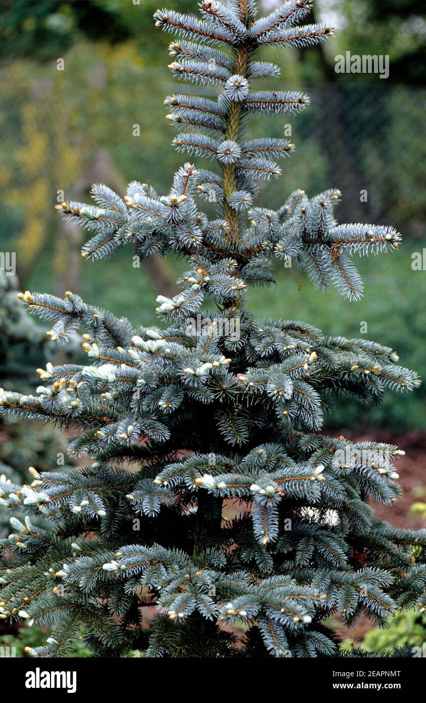 Blaufichte, Fichte, Picea Pungens, Wardenburg Stockfoto