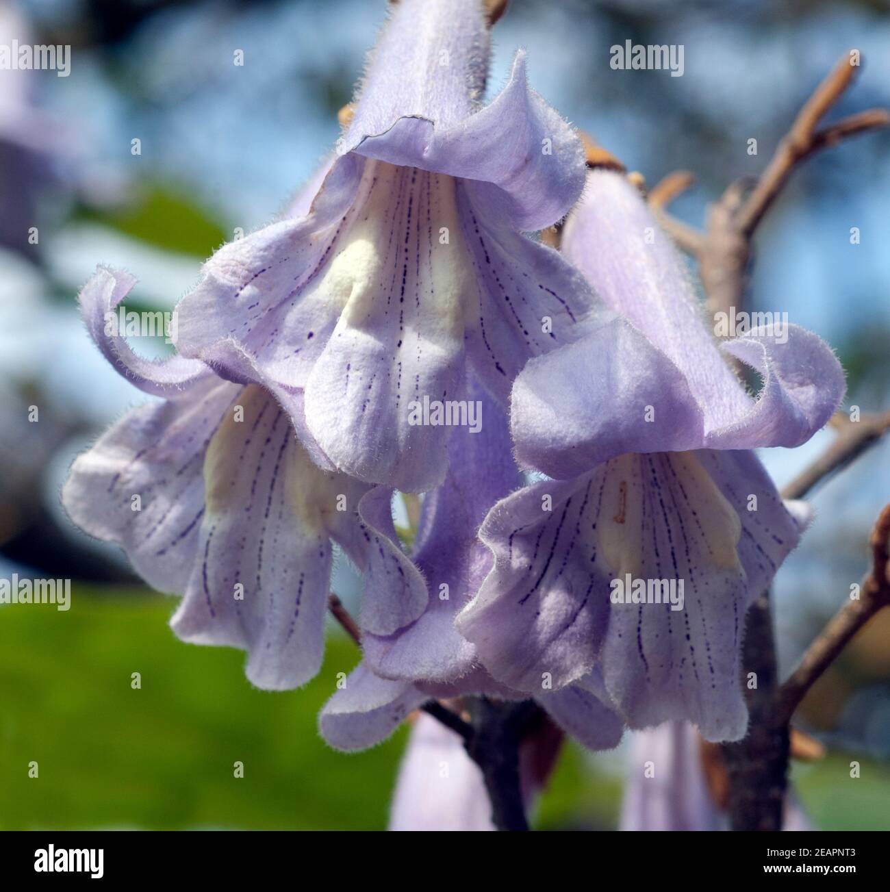 Tomentosa Blauglockenbaum Paulownia Stockfotografie Alamy