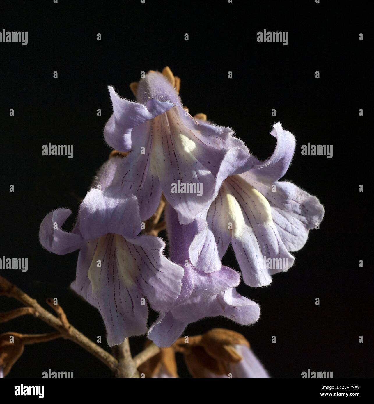 Tomentosa Blauglockenbaum Paulownia, Stockfoto