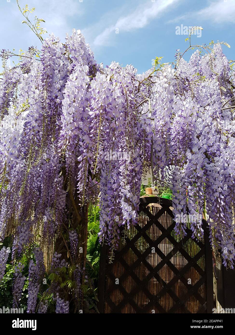 Glyzinie sinensis jako Stockfotos und bilder Kaufen Alamy