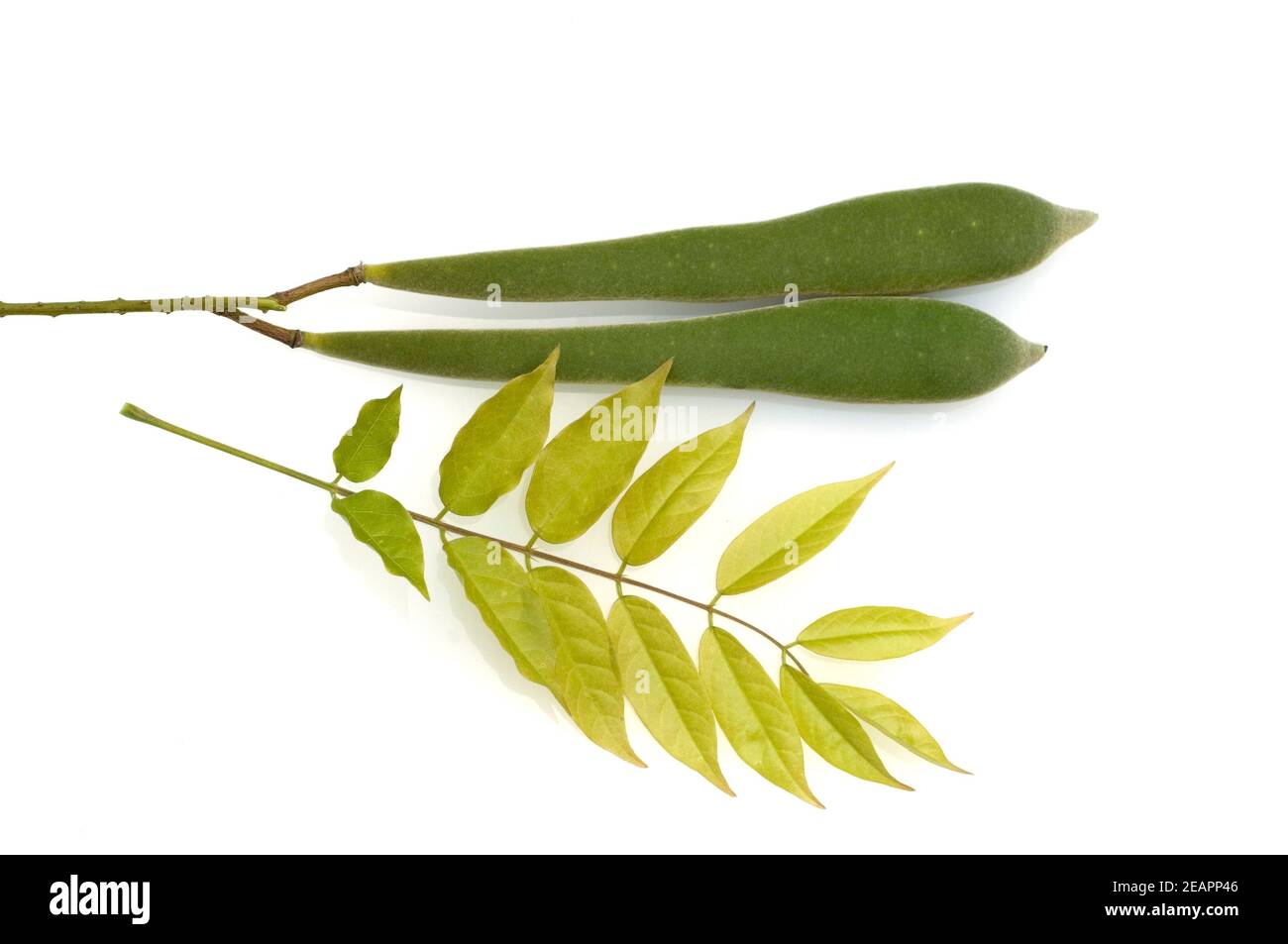 Blauregen, Wisteria Sinensis, Chinesischer Blauregen, Schoten, Samen  Stockfotografie - Alamy