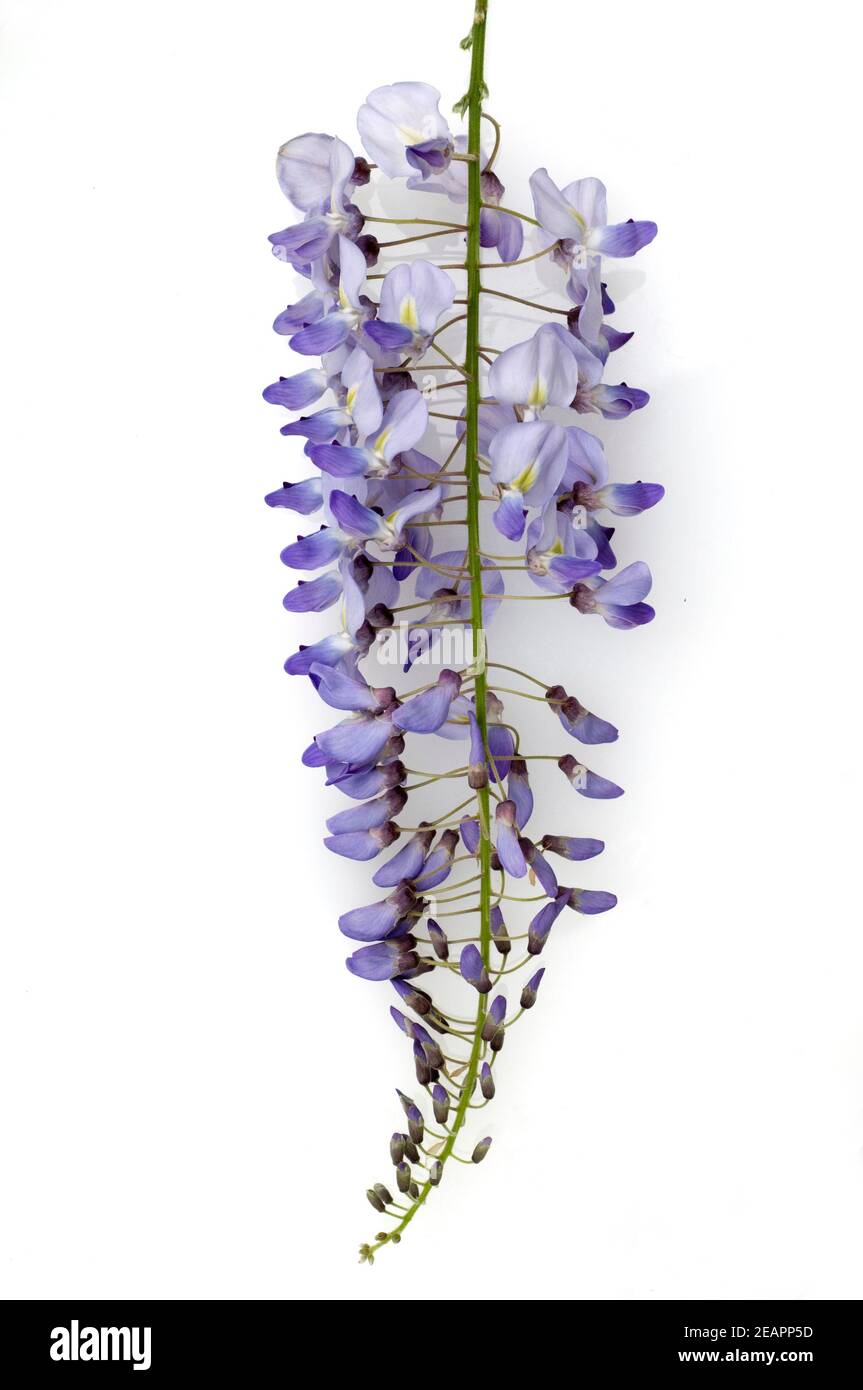 Blauregenbluete Stockfoto