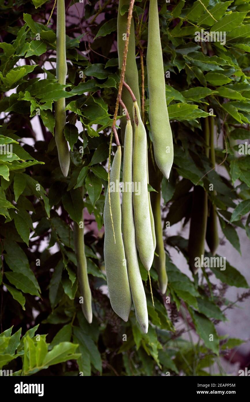 Blaue Wisteria sinensis, Schoten Stockfoto