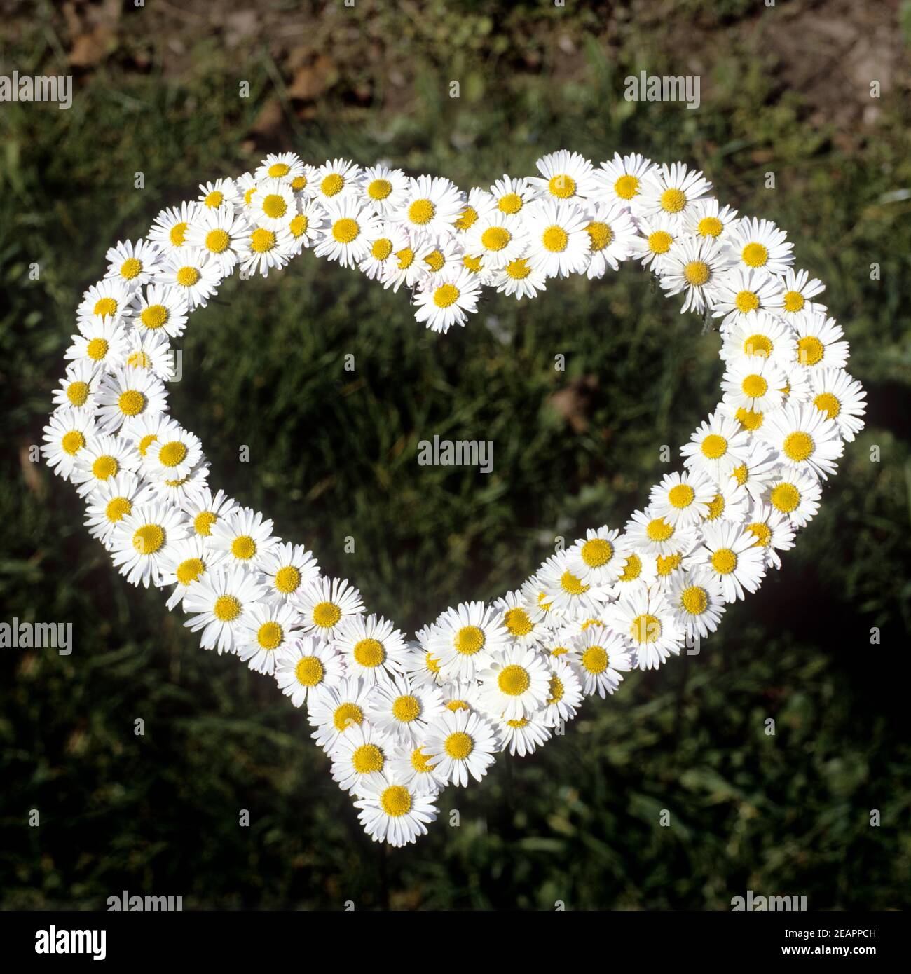 Blumenherz Gaensebluemchen Stockfoto