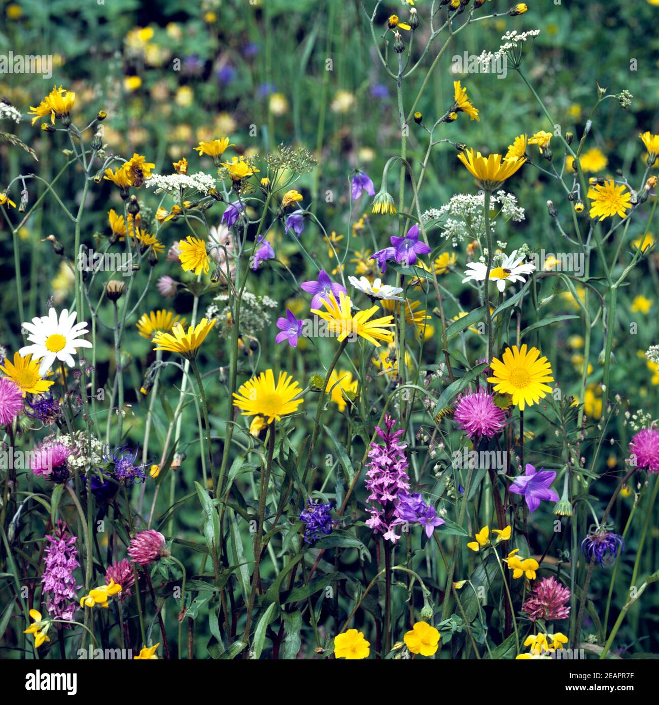Blumenwiese Stockfoto
