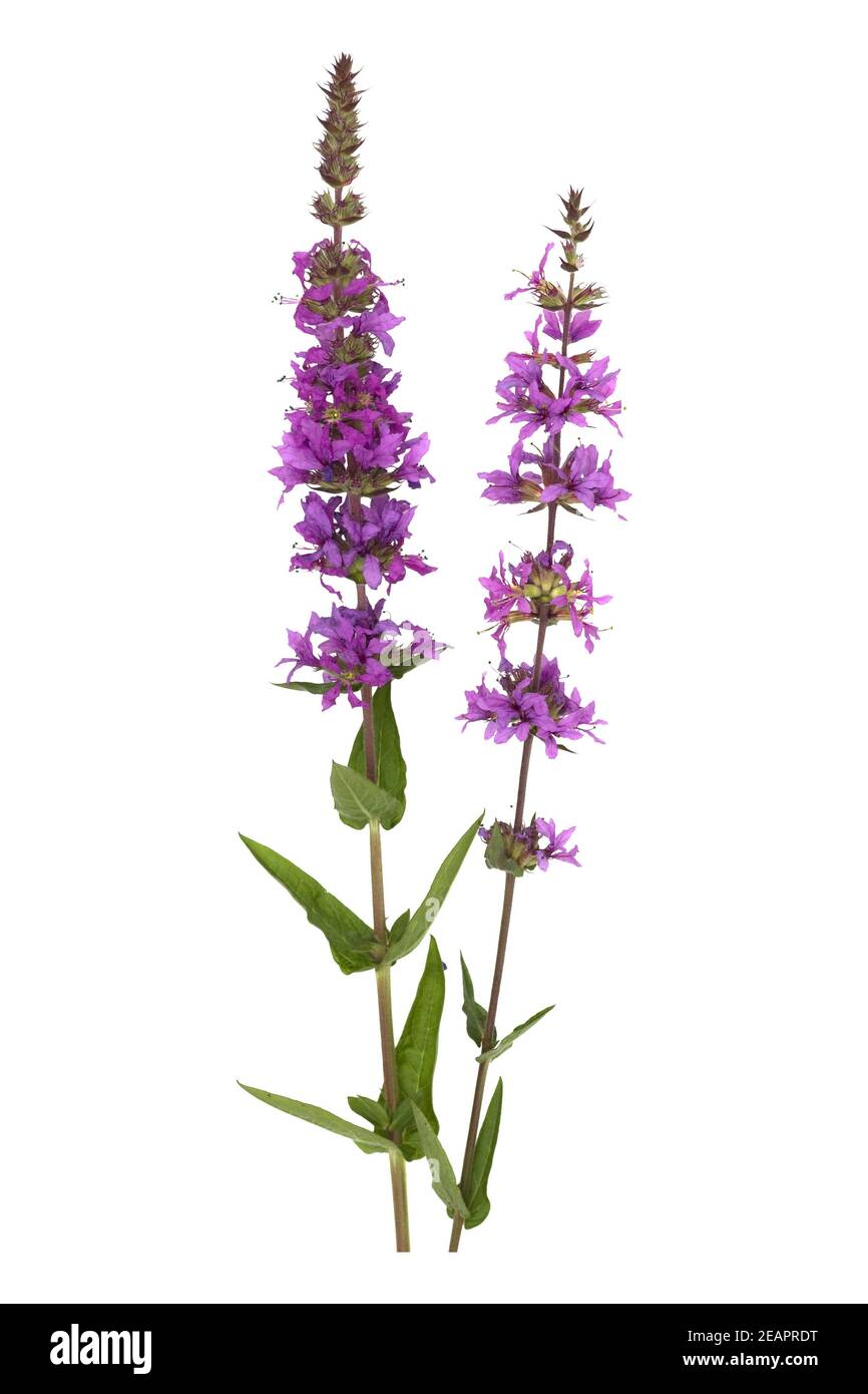 Blutweiderich; Lythrum; Salicaria; Stockfoto