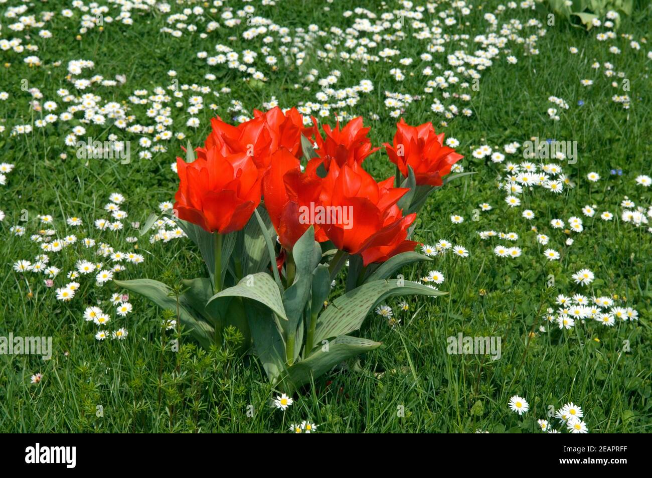 Blumenwiese, Tulpen Stockfoto