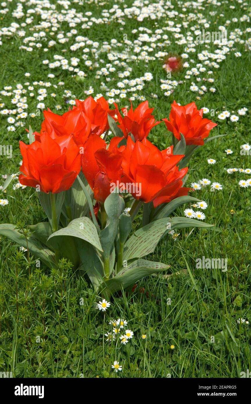 Blumenwiese, Tulpen Stockfoto