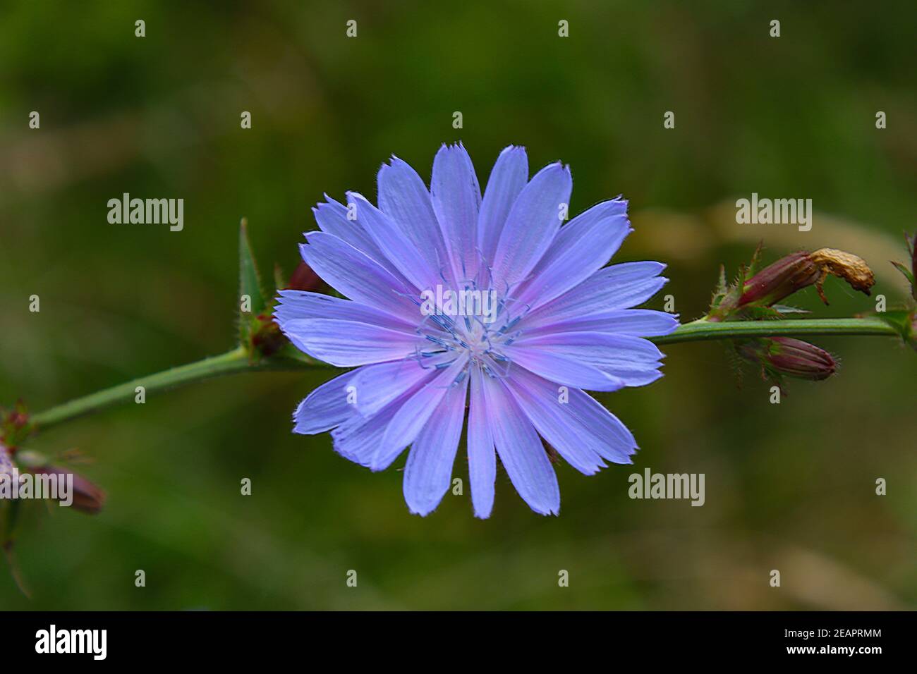 Geöffnete blaue Zichorienblume. Stockfoto