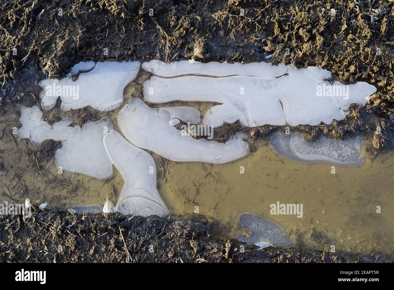 Eis auf einem schlammigen Pfütze auf einem Feldweg Stockfoto