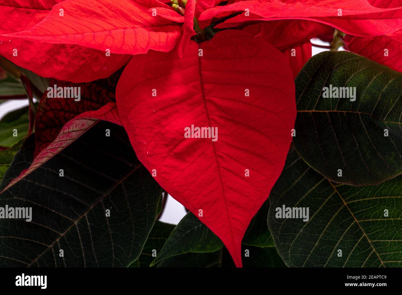 Die poinsettia roten Blüten. Die Blume der Weihnachten Stockfoto