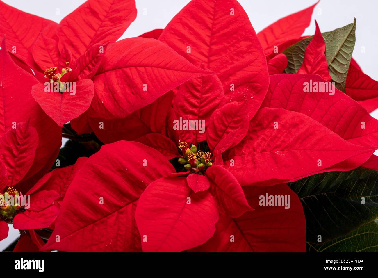 Die poinsettia roten Blüten. Die Blume der Weihnachten Stockfoto