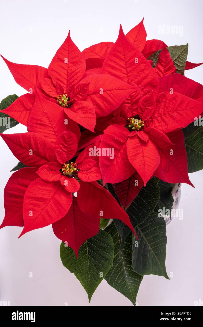 Die poinsettia roten Blüten. Die Blume der Weihnachten Stockfoto