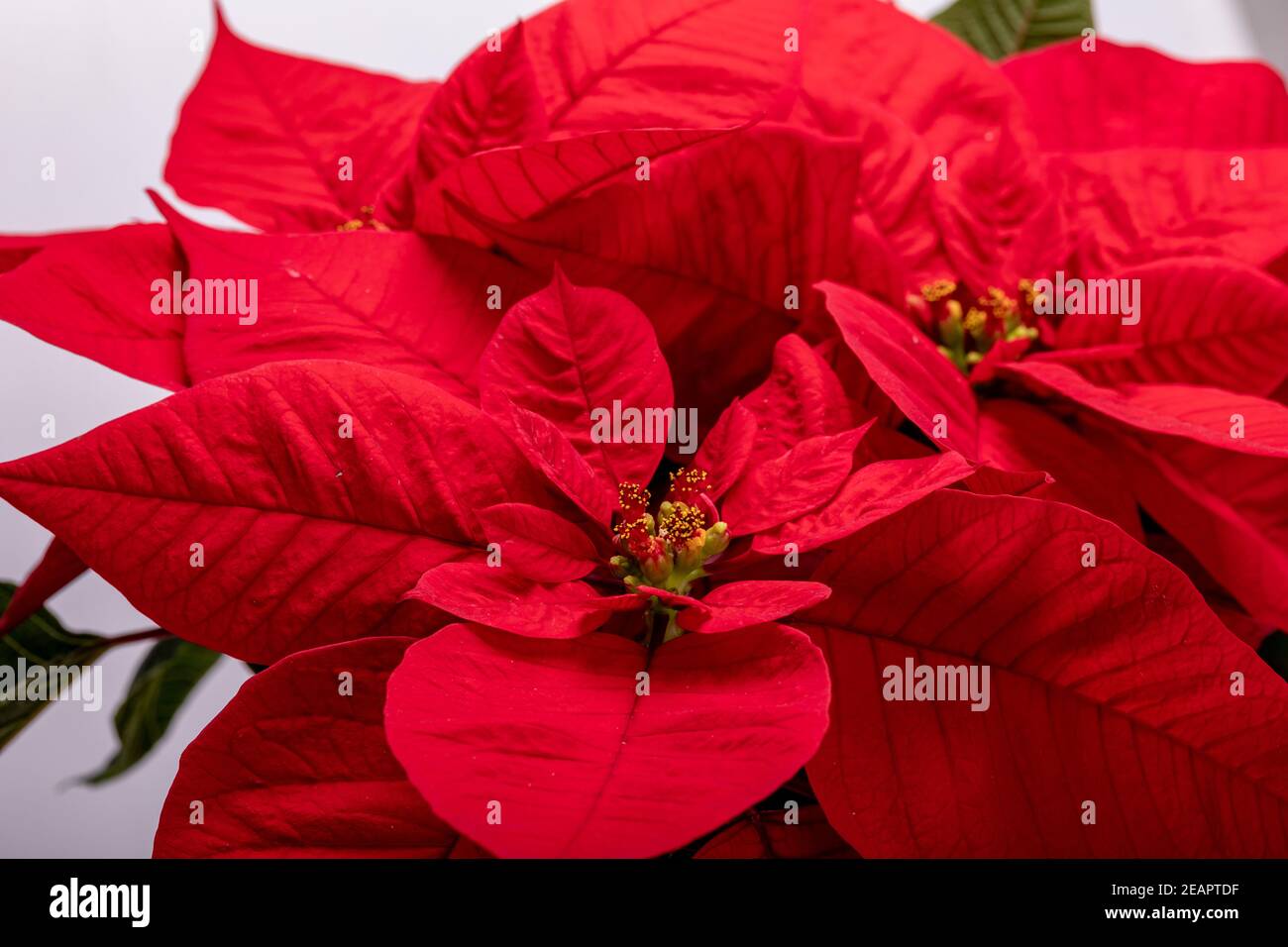 Die poinsettia roten Blüten. Die Blume der Weihnachten Stockfoto
