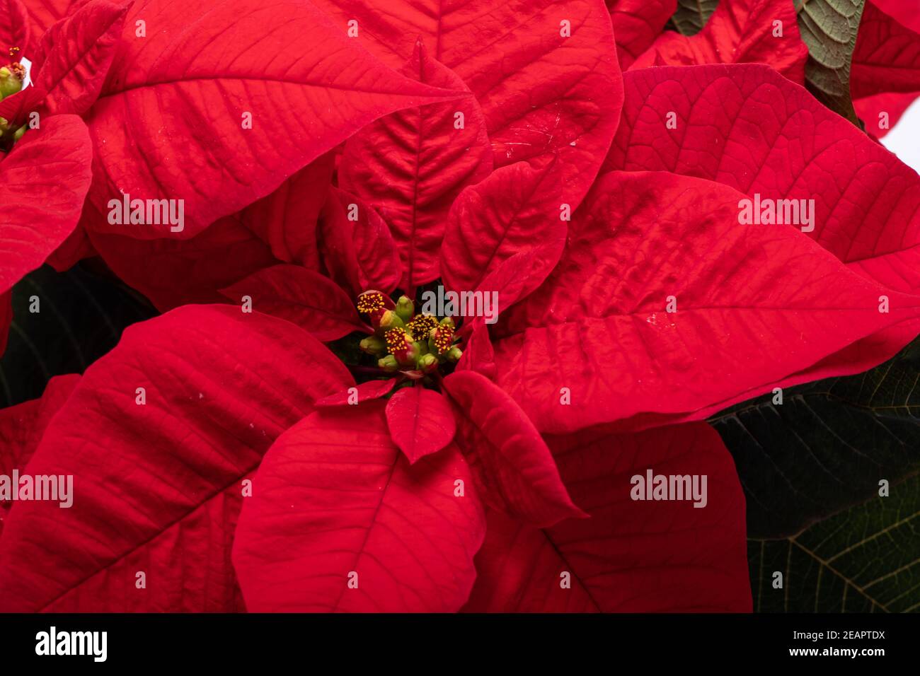 Die poinsettia roten Blüten. Die Blume der Weihnachten Stockfoto