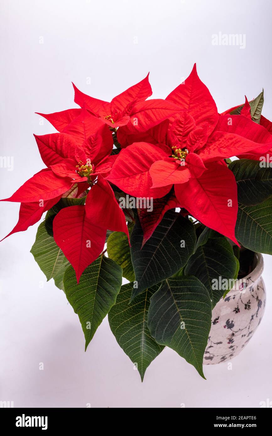 Die poinsettia roten Blüten. Die Blume der Weihnachten Stockfoto