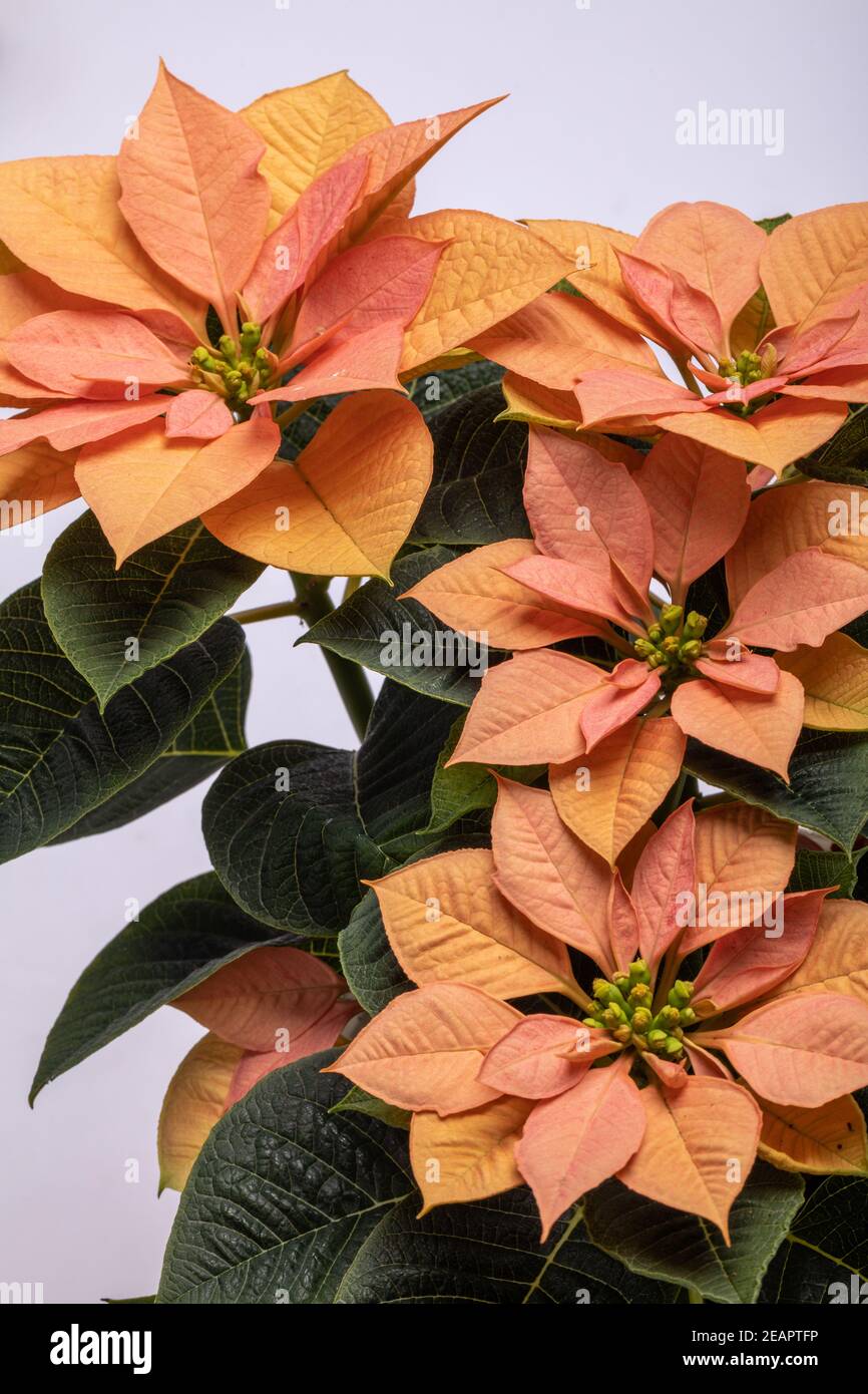 Die poinsettia orange blüht. Die Blume der Weihnachten Stockfoto