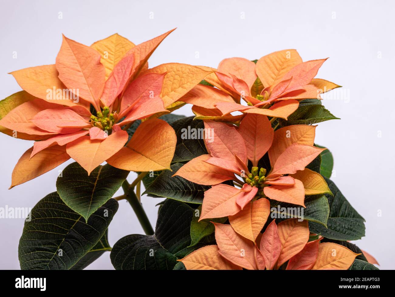 Die poinsettia orange blüht. Die Blume der Weihnachten Stockfoto