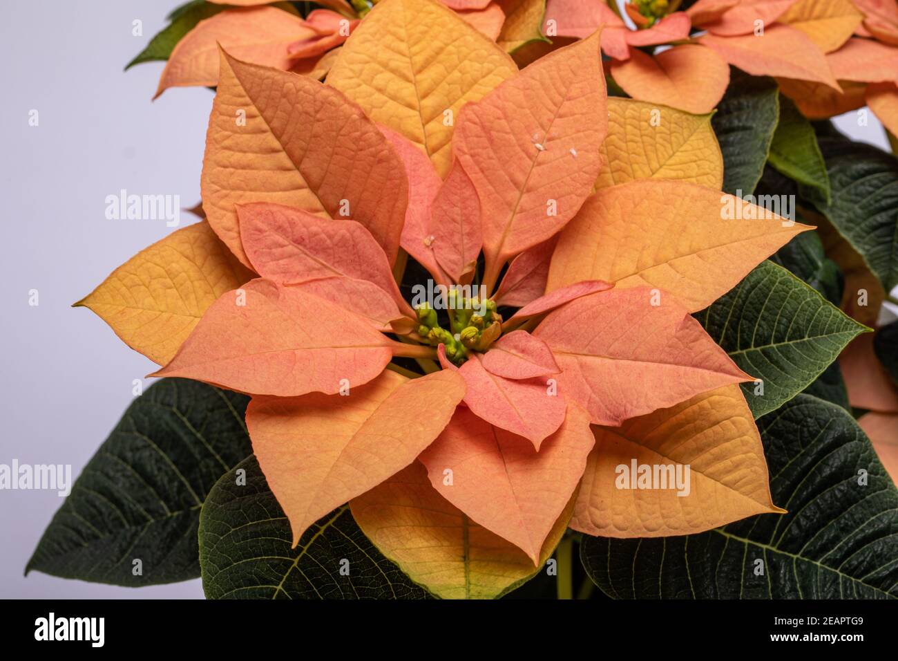 Die poinsettia orange blüht. Die Blume der Weihnachten Stockfoto