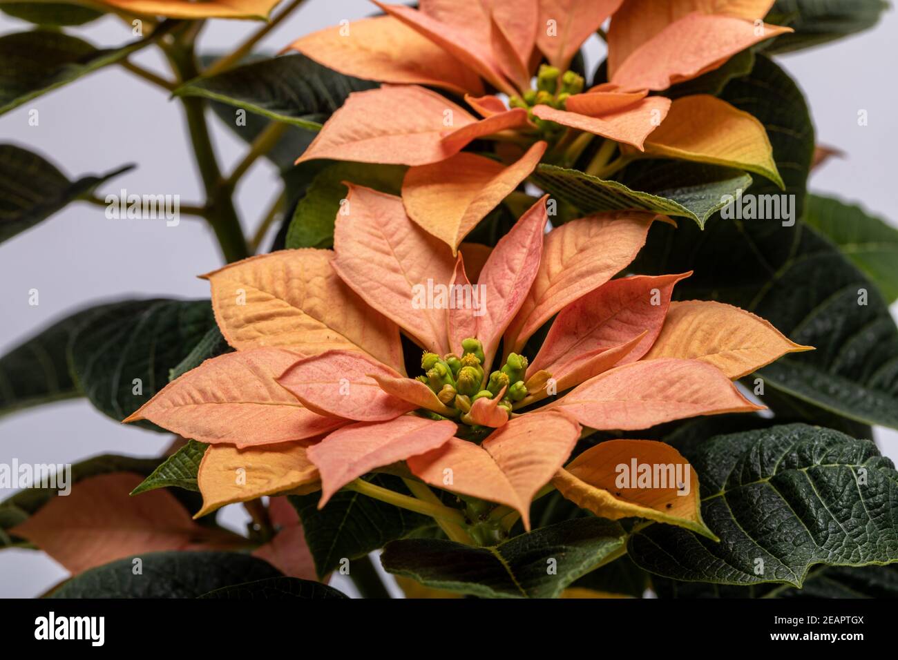 Die poinsettia orange blüht. Die Blume der Weihnachten Stockfoto
