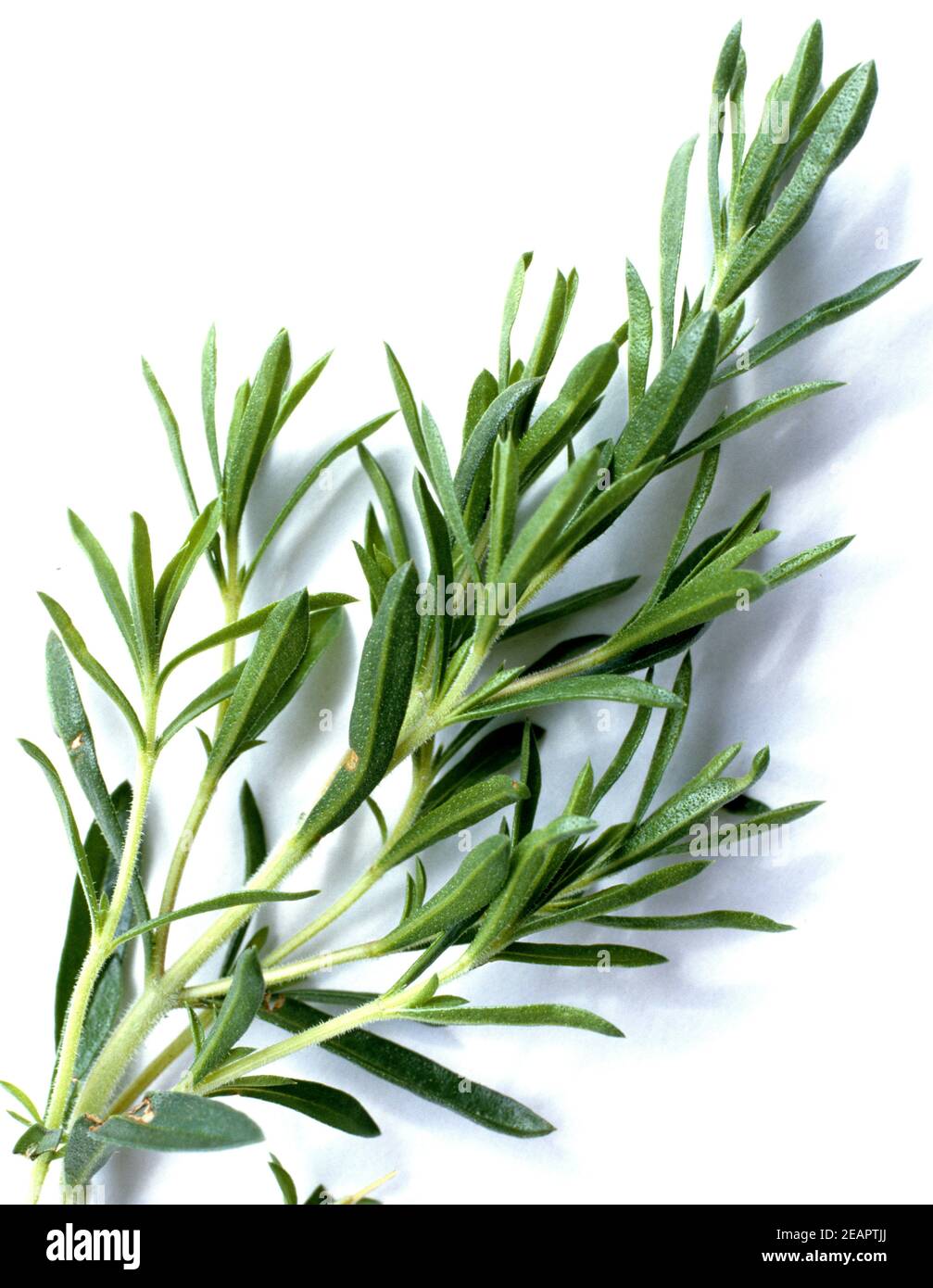 Bohnenkraut Stockfoto