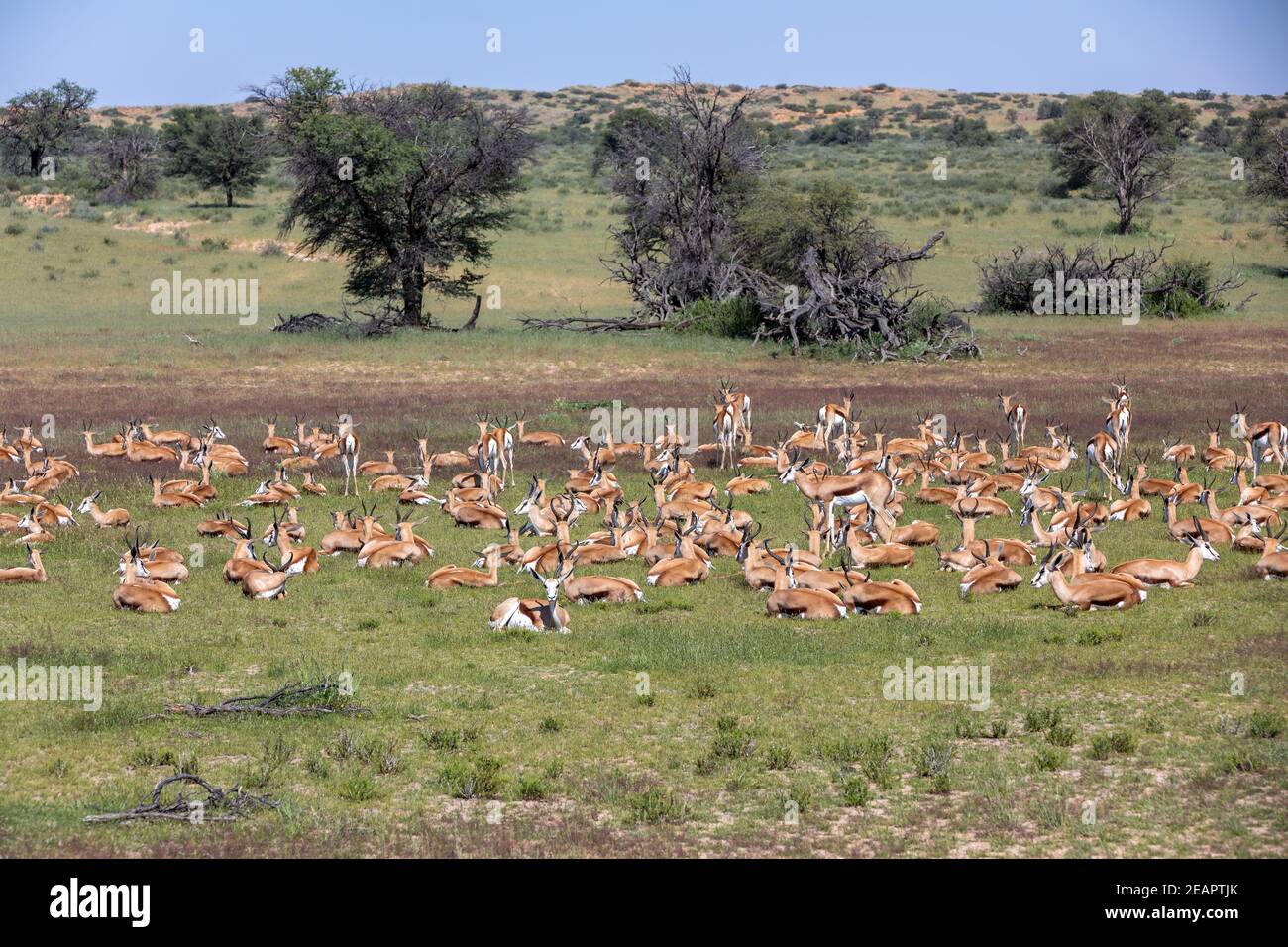 Herde Springbok in kalahari, Südafrika, Tierwelt Stockfoto