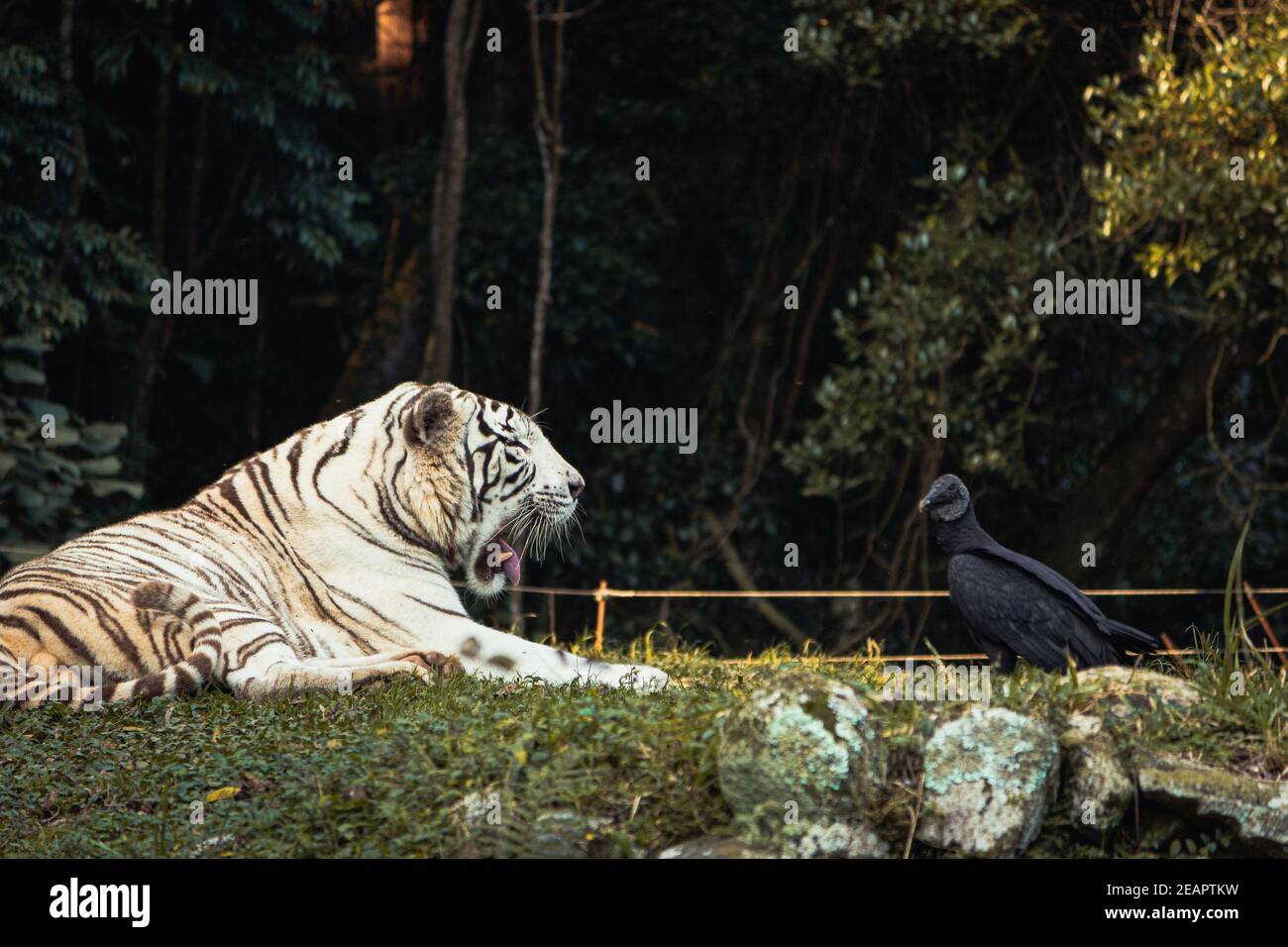 Tiere in einem Zoo gut für Tapeten Stockfoto