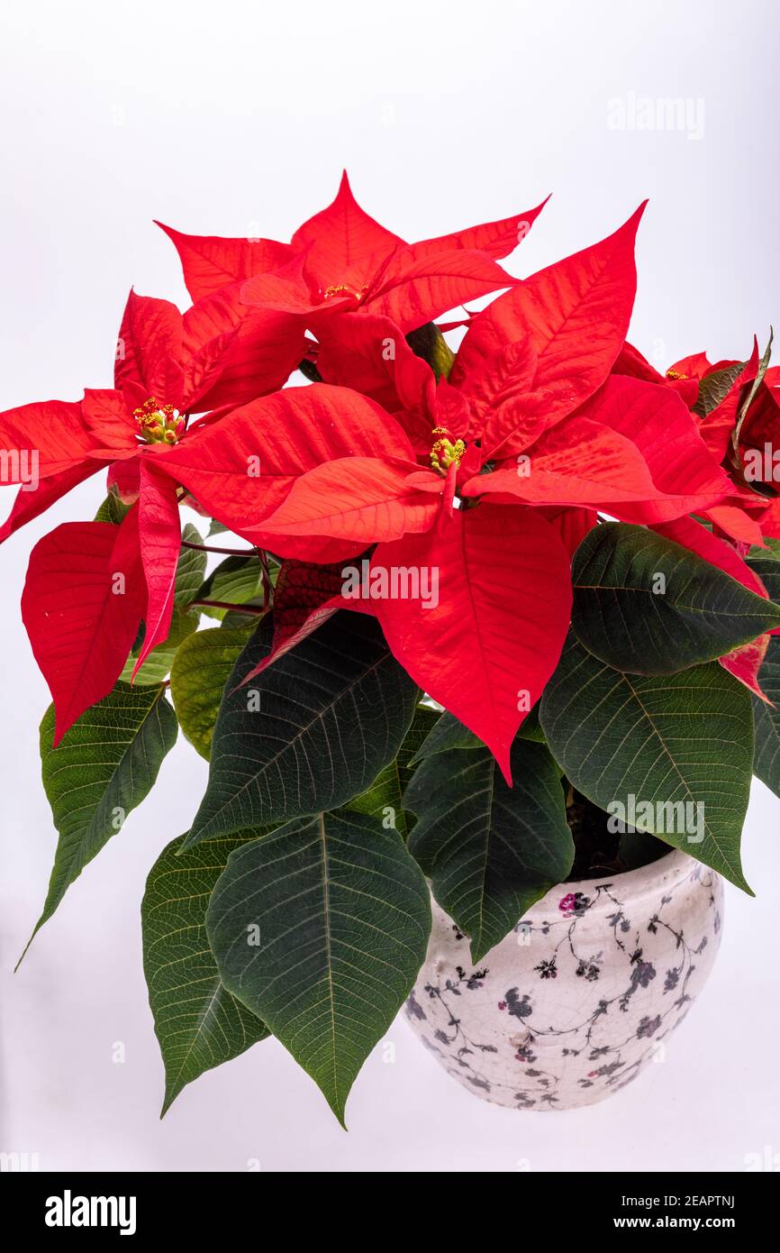 Die poinsettia roten Blüten. Die Blume der Weihnachten Stockfoto