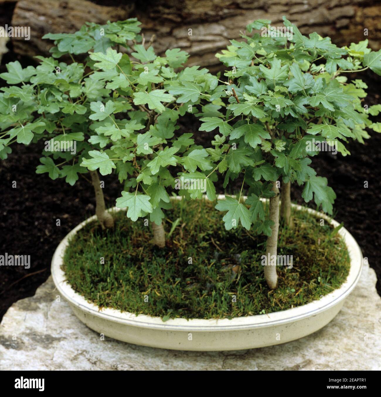 Feld ahorn bonsai -Fotos und -Bildmaterial in hoher Auflsung  Alamy