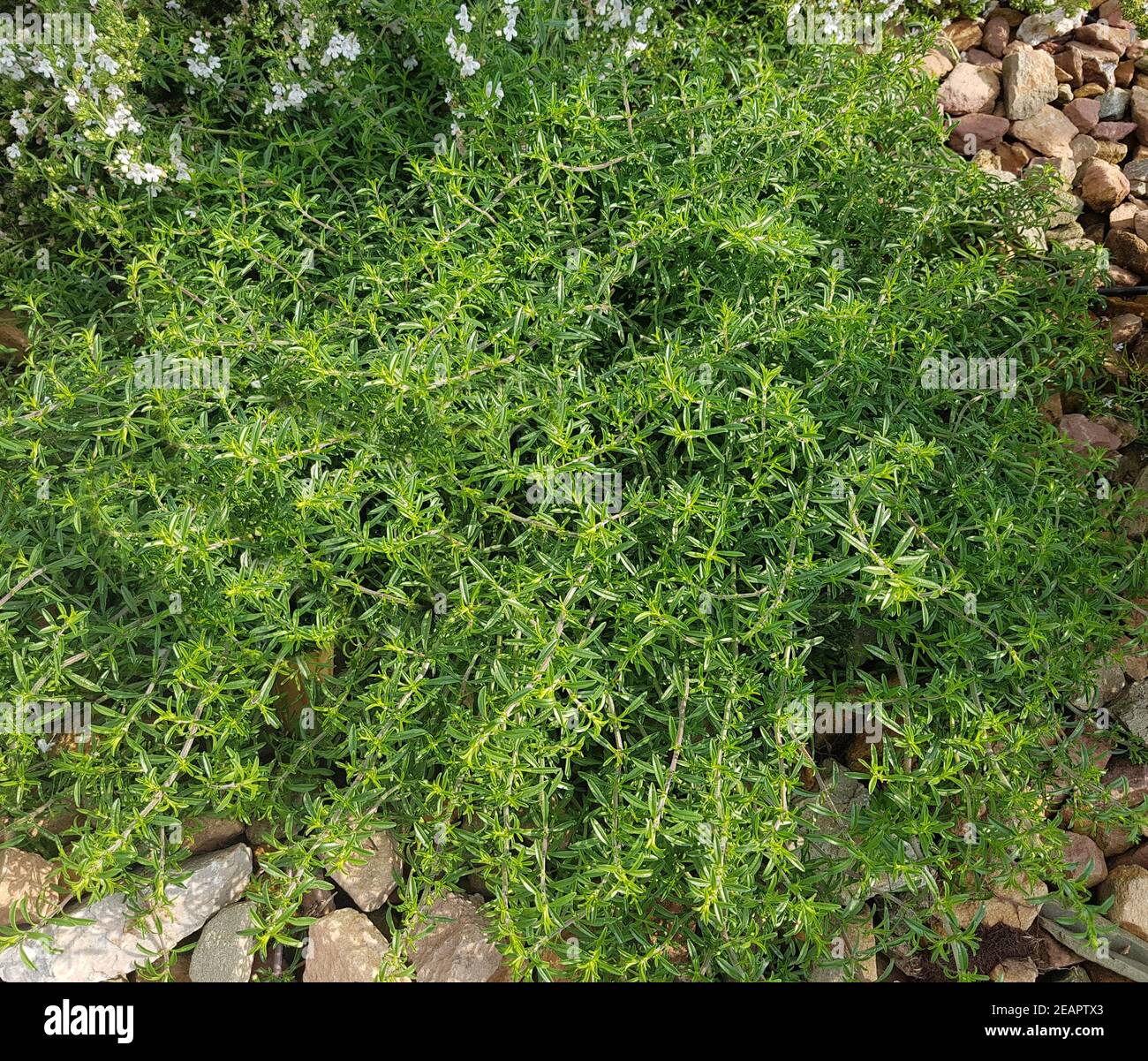 Bohnenkraut, Satureja spicigera, kriechend, Kraeuter, Heilpflanze  Stockfotografie - Alamy