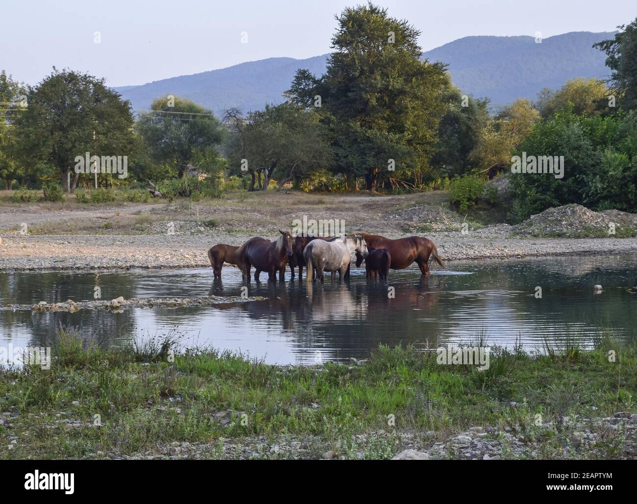 Pferde gehen im Einklang mit einem schrumpfenden River. Das Leben der Pferde Stockfoto