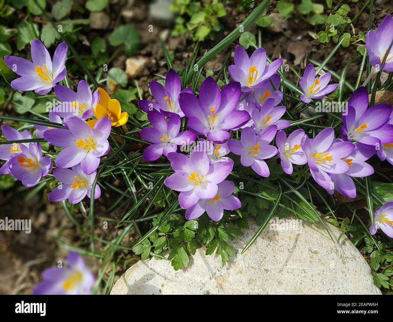 Botanischen, Krokus, Crocus, sativus Stockfoto