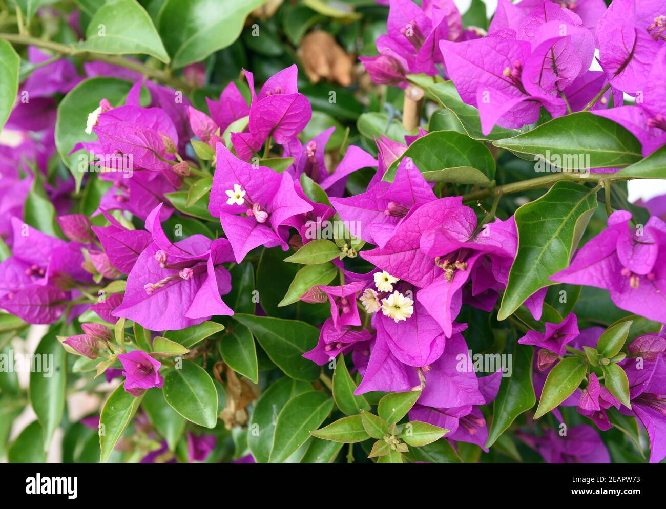 Bougainvillea Glabra, Californica, Drillingsblume, Kletterpflanze Stockfoto